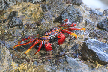 Eine rote Klippenkrabbe oder auch rote Felsenkrabbe auf einem Felsen am Meer.
