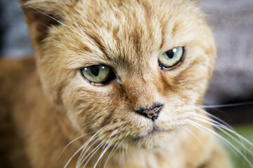 Portrait einer Hauskatze, einer Katze welche als Haustier gehalten wird.
