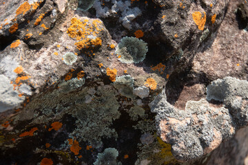 Yellow and white lichen sticked to rocks of Chota Nagpur Plateau,India.