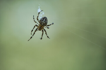 Cross spider crawling on a spider thread. Halloween fright. A useful hunter among