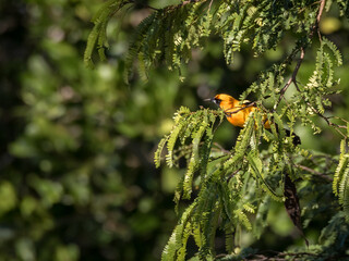Orange oriole bird hiding in a tree of the tropical forest with blurry bokeh background on a sunny day in Tulum