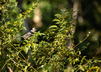 Grey bird hiding in a tree with green leaves and blurry background in the tropical jungle of Tulum on a sunny morning