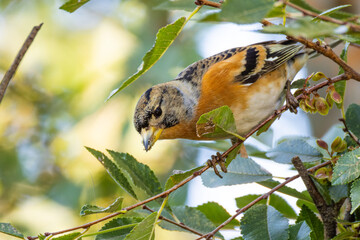 枝を伝い降りていくアトリ