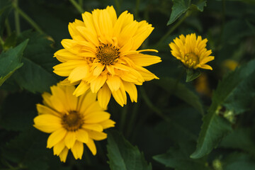 Heliopsis scabra yellow flower close-up in summer garden