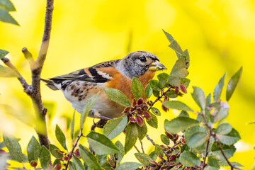 夕焼けの中のアトリ