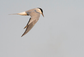 Siberian Common Tern, Sterna hirundo longipennis