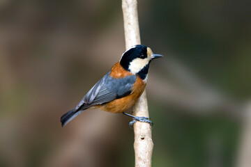 Varied Tit, Bonte Mees, Parus varius
