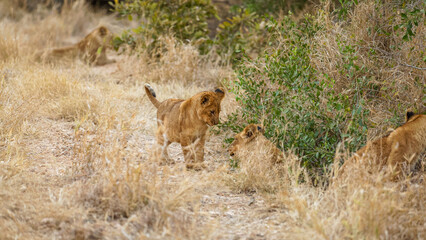 Young lion cubs ( Panthera Leo) playing, Timbavati Game Reserve, South Africa.