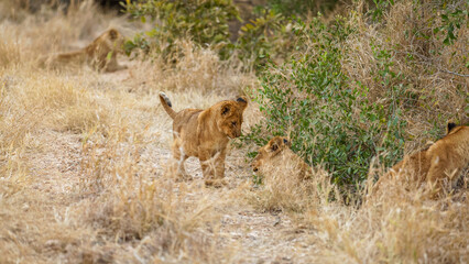Young lion cubs ( Panthera Leo) playing, Timbavati Game Reserve, South Africa.