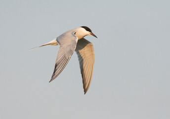 Siberian Common Tern, Sterna hirundo longipennis