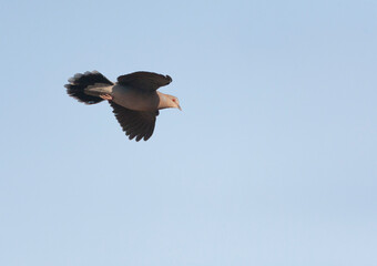 Oriental Turtle Dove, Streptopelia orientalis orientalis