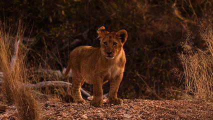Fototapeta na wymiar Young lion cub ( Panthera Leo) in the late evening, Timbavati Game Reserve, South Africa.