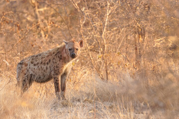 A spotted hyena (Crocuta crocuta) in the early morning light, Timbavati Game Reserve, South Africa.