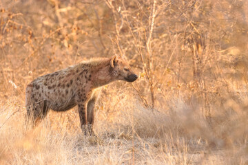 Naklejka na ściany i meble A spotted hyena (Crocuta crocuta) in the early morning light, Timbavati Game Reserve, South Africa.
