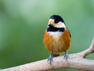 Varied Tit, Bonte Mees, Parus varius