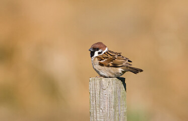 Eurasian Tree Sparrow, Ringmus, Passer montanus