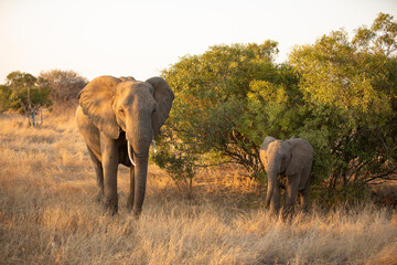Mother elephant with calf (Loxodonta africana) feeding in beautiful morning light, Timbavati Game Reserve, South Africa.