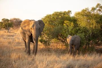 Fototapete Rund Mother elephant with calf (Loxodonta africana) feeding in beautiful morning light, Timbavati Game Reserve, South Africa. © Gunter