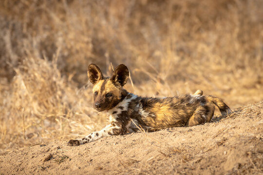 African wild dog pup ( Lycaon Pictus) in the morning sun, Timbavati Game Reserve, South Africa.