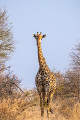 A giraffe ( Giraffa Camelopardalis), Timbavati Game Reserve, South Africa.