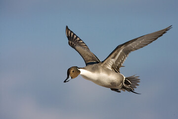 Northern Pintail, Pijlstaart, Anas acuta