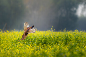 pheasant in flight 