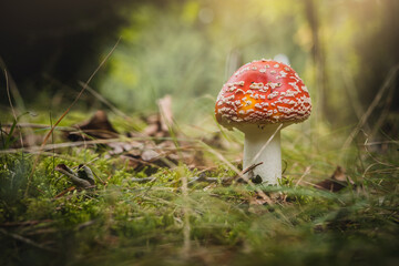 Amanita muscaria in the autumn forest. Autumn forest and mushrooms.