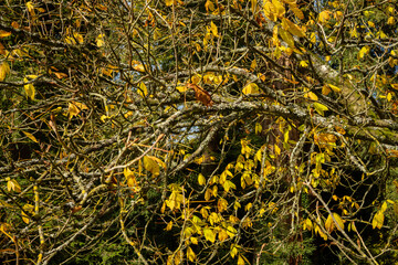 An autumn scene as leaves change colour before dropping off the branches of a birch tree in the British countryside
