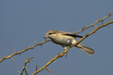 Chinese Klauwier, Chinese Shrike, Lanius arenarius