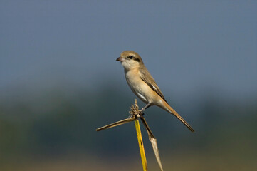 Chinese Klauwier, Chinese Shrike, Lanius arenarius
