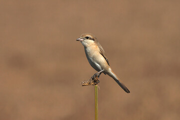 Chinese Klauwier, Chinese Shrike, Lanius arenarius