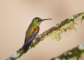 Bruinborstbriljantkilibrie, Fawn-breasted Brilliant, Heliodoxa rubinoides