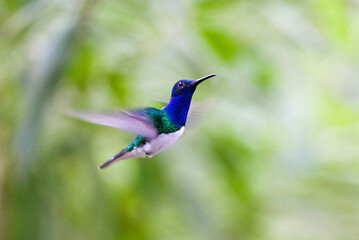 Witnekkolibrie, White-necked Jacobin, White-necked Jacobin