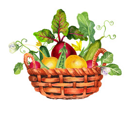 Watercolor card with vegetables, garden watering can and basket. Transparent layer.