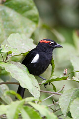 Wenkbrauwkuiftangare, Scarlet-browed Tanager, Heterospingus xanthopygius