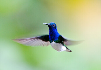 Witnekkolibrie, White-necked Jacobin, White-necked Jacobin