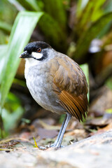 Jocotocomierpitta, Jocotoco Antpitta, Grallaria ridgelyi