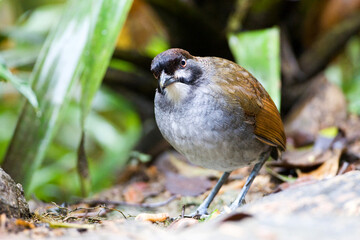 Jocotocomierpitta, Jocotoco Antpitta, Grallaria ridgelyi