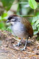 Jocotocomierpitta, Jocotoco Antpitta, Grallaria ridgelyi
