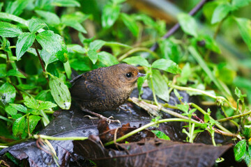 Parkers Tapaculo, Chusquea Tapaculo, Scytalopus parkeri
