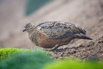 Andeskwartelsnip, Rufous-bellied Seedsnipe, Attagis gayi