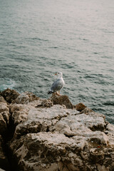 Seagull on the rock near the Atlantic ocean in Portugal