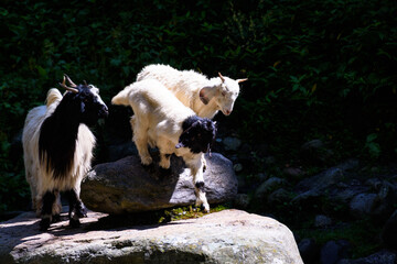 Portrait of Mountain goats in Pin Bhabha trekking trail in Himachal Pradesh. Pin Bhabha pass is...