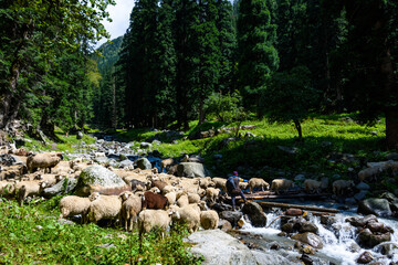 Portrait of Mountain goats in Pin Bhabha trekking trail in Himachal Pradesh. Pin Bhabha pass is also know as The Shephard's Trail.