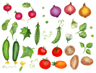 Watercolor set with vegetables. Transparent layer.