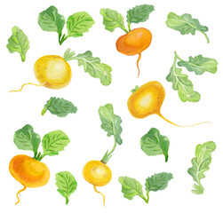 Watercolor set with vegetables. Transparent layer.