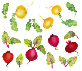 Watercolor set with vegetables. Transparent layer.