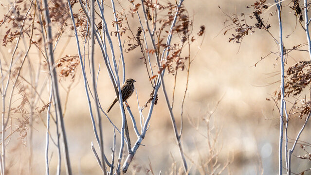 Wild sparrow sits on a branch in a flooded marsh