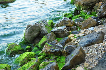 seaweed on rock