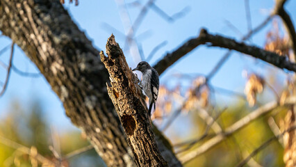 Scenic shot on a woodpecker in the fall treetops 